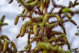 一文带你了解，云杉的种类、性质和用途图片