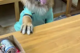 建国以后动物不让成精，网红糯米：我不是动物图片