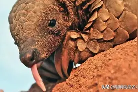 对穿山甲无止境的杀戮，人类终将会迎来报复性的打击图片