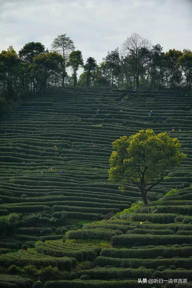 每天1分钟学习茶知识（21）购买西湖龙井时容易入的坑