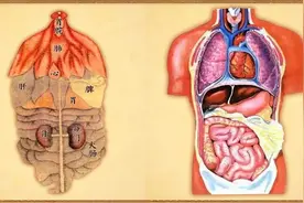 肝炎、脂肪肝、肝硬化…根源在脾湿！3个调理小方，调肝健脾图片