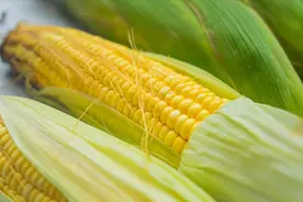 保存玉米，煮熟再冻还是直接冷冻？区别很大，用对方法一年也鲜甜图片