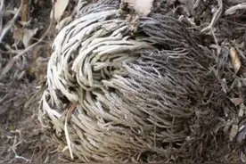 人称“九死还魂草”，在石缝里生长，挖1棵当盆栽镇宅，养1年值钱图片