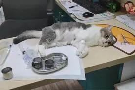 猫咪主子尿血、尿路感染、尿闭后的维护及用药图片