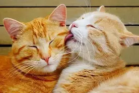 猫喜欢靠近有灵气的人图片