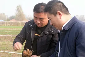土传病害的“福星”，使用方法简单，咯菌腈名气为啥不如噁霉灵？图片