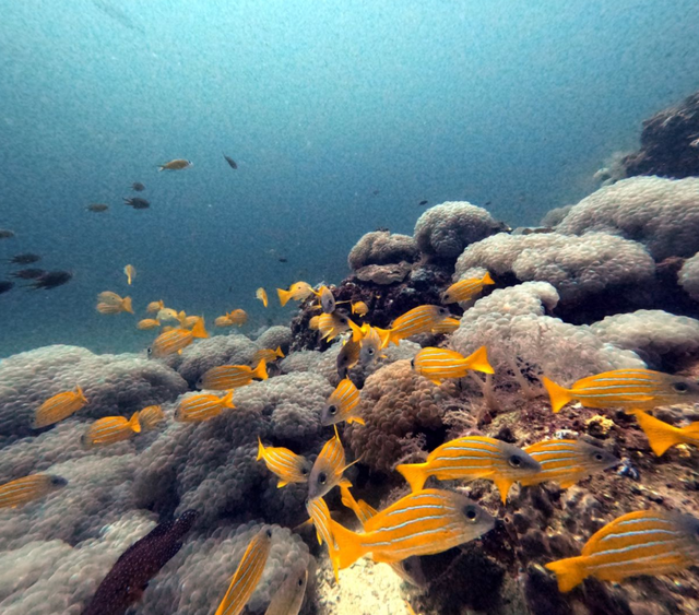 ʵ�⣬����Ǳˮ����õ�����װ������Щ