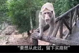 有多少人类被峨眉山的猴子凌辱过？图片
