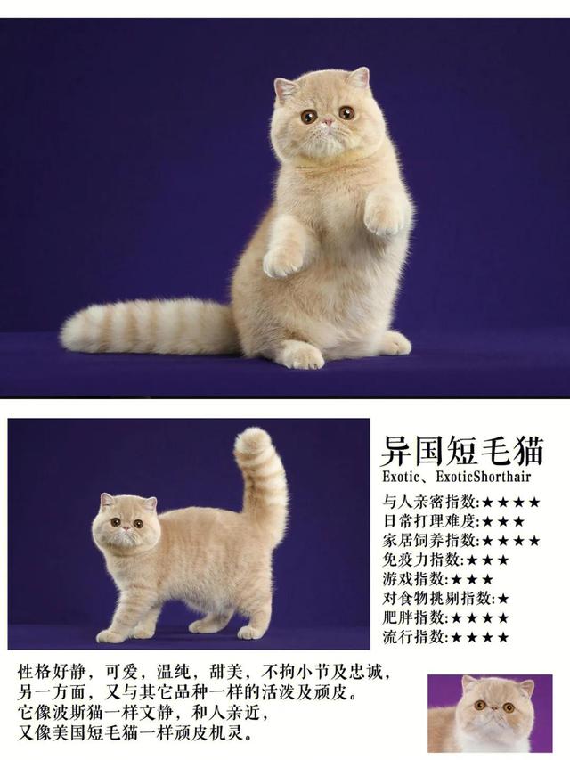 十大热门短毛猫品种合集！你准备养猫吗？准备养一只什么猫？