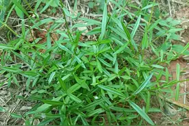 曾是民间蛇药，不知是珍贵的“肿瘤草”，若长在你家门口，请珍惜图片
