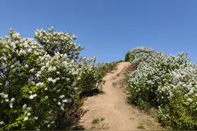 经典路线：三寺穿越-黄峪，赏黄沙岭白鹃梅，每年不能错过的地方图片