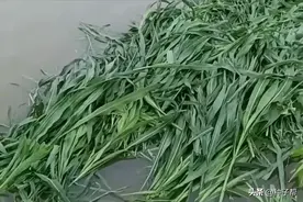 夏季养鱼的牧草，这两种草生长快，而且都是叶子，一季能收4~8次图片