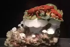 动物世界（1）图片