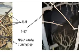 1. 原来这就是石榴花芽、叶芽啊！花芽是这样长成石榴的呀！图片