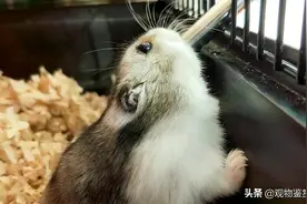 仓鼠喝温水还是凉水？仓鼠要怎样喝水图片