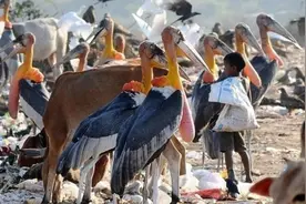 印度“垃圾山”：有比人高的巨鸟，人们宁愿捡垃圾也不吃它图片