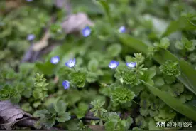 一张图看懂小麦除草时间图片