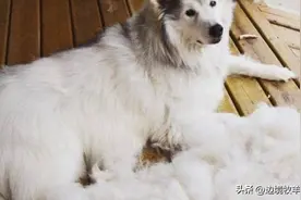 自家狗狗脱毛是怎么回事？找出原因是关键。以下3点你做错了吗图片