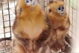 【公安心向党 护航新征程】打击涉野生动物犯罪：斩断“身份洗白”“电子猎夹”违法犯罪链条图片