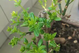 那些文人骚客的浪漫图片