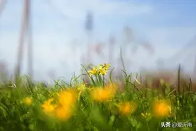 诗词丨三月沐阳，春暖花开，人心向暖图片