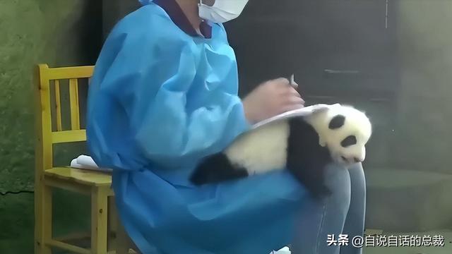 熊猫：真实存在的上古恐惧，为什么只有人类觉得大熊猫很可爱？