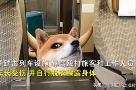 年轻女子“一丝不挂”大闹高铁，当众表演中空全裸劈叉！惊呆乘客图片