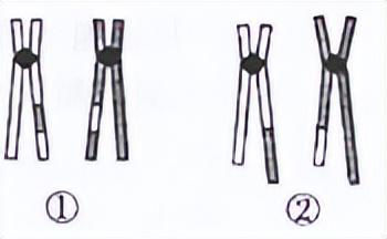 高中生物-变异育种及进化