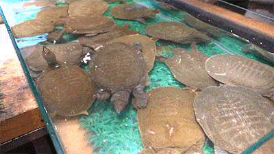 【寻味常德】从一钵常德甲鱼说起(图7)