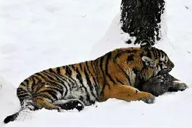 为什么狼群对老虎感到非常害怕？却不害怕体型更大的熊呢？图片