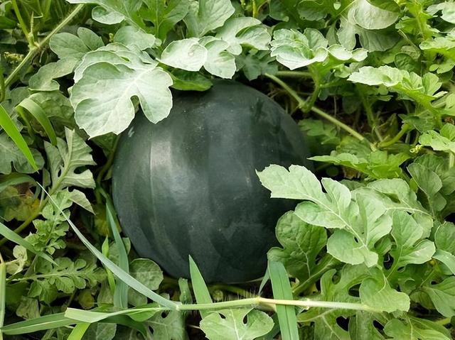 海南黑美人西瓜『你还记得"黑美人"吗』 - 绿巢号