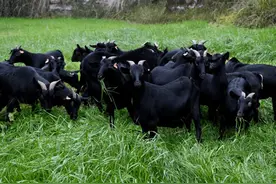 【名优特产】南充黑山羊图片