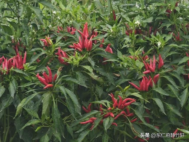联题陕西省西安市西咸新区创新港绿浪公社风光 文/李景宁