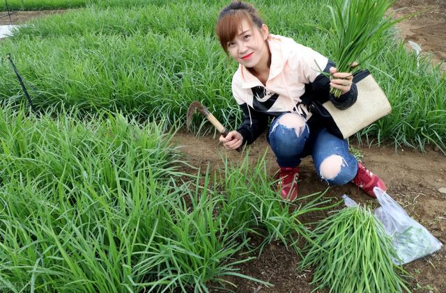 种菜用好这3种肥料，长势好、病害少、产量高，经验老农分享