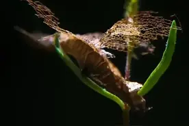 擅长“读心术”的星座，第六感超强，阴谋阳谋一眼看穿图片