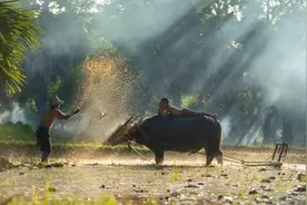 农民服用兽药退烧，谁是第一责任人图片