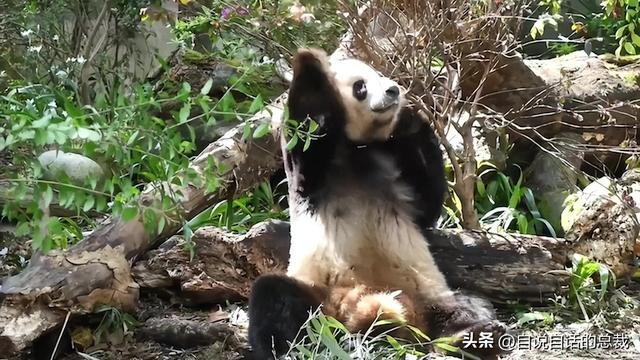 熊猫：真实存在的上古恐惧，为什么只有人类觉得大熊猫很可爱？