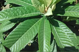 很多“阳过”的人都不知道，枇杷叶除了煮水喝，还有这些使用方法图片