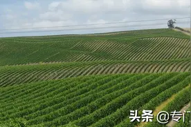 葡萄园不再用网防鸟-智能激光驱鸟器之十一图片