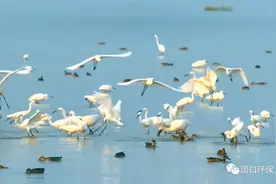 内陆奇观，中原明珠——龙湖（周口市淮阳区）图片