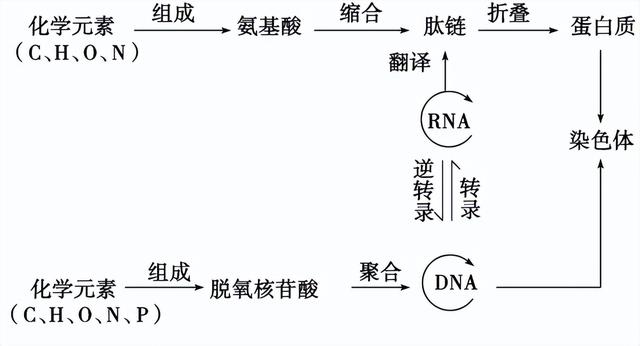 高中生物-基因的本质与表达