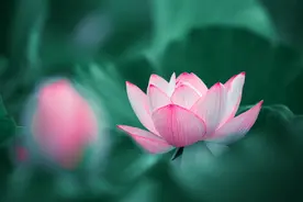 一步一莲花，空灵淡如镜！莲花——宁静唯美，让人很难不沉醉其中图片