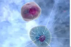 细胞(Cell)生物学不再难：托福听力高频知识揭秘！图片