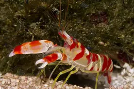 100个动物有趣的冷知识（1-25）图片