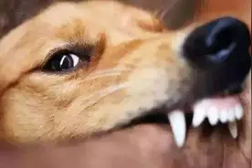 孕妇能打狂犬疫苗吗？能保多长时间？图片