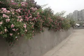 手脚心发热多汗是什么原因图片