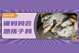 猫妈妈会思念自己的小猫吗？图片