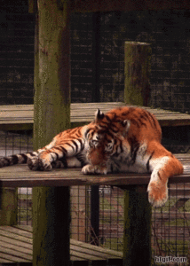 一身是胆《三国志·蜀书·赵云传》