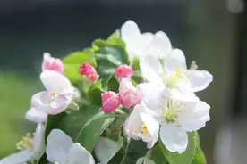 惊喜！“牛顿苹果树”首次在上海室外开花！猜猜今年能结几个苹果？图片