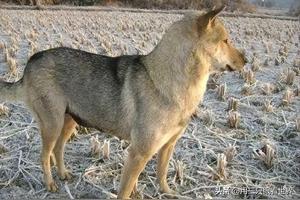 「知青往事」畜牲跟人斗 它也通人性图